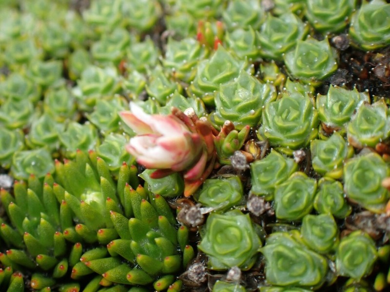 Sprengelia minima photo 6