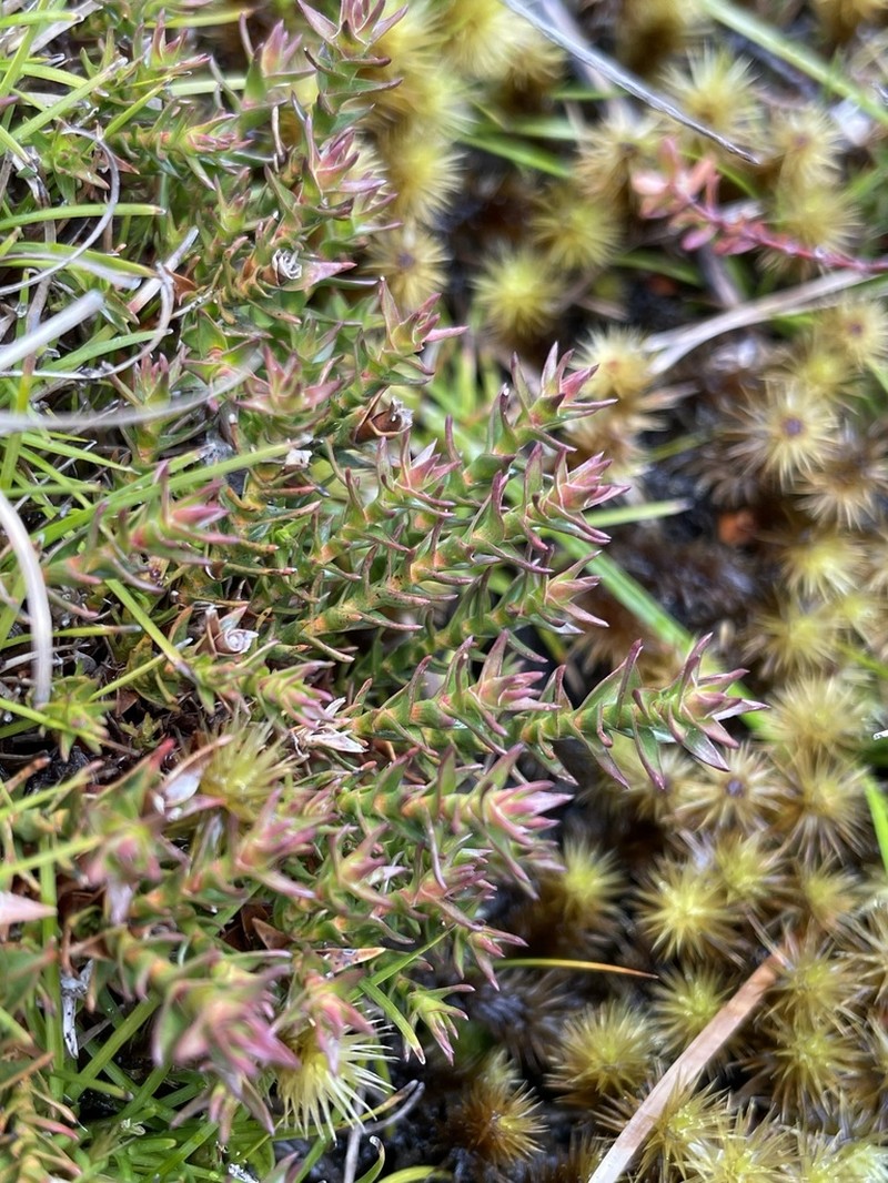 Sprengelia minima photo 7