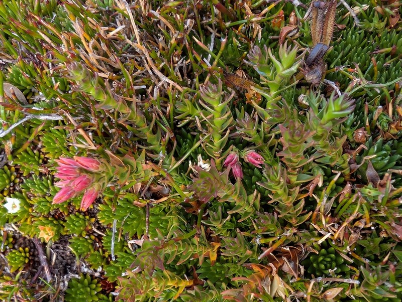 Sprengelia minima photo 8