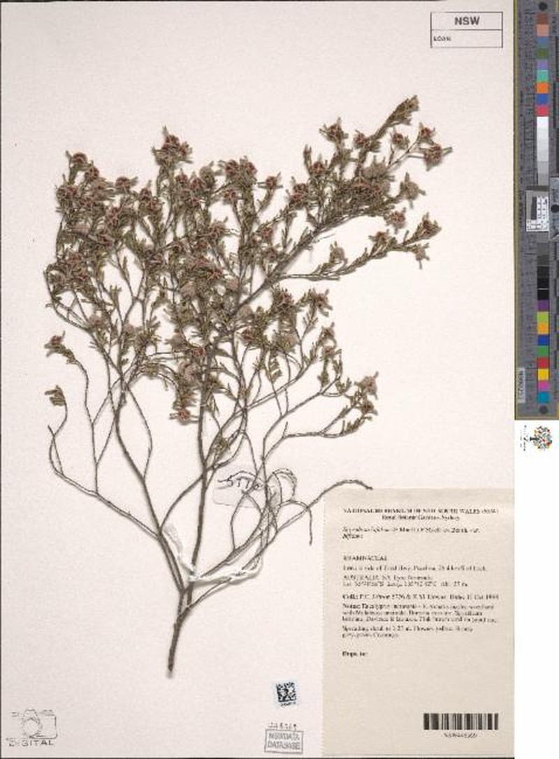 Spyridium bifidum subsp. bifidum