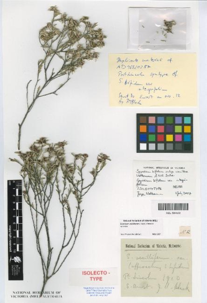 Spyridium bifidum subsp. wanillae