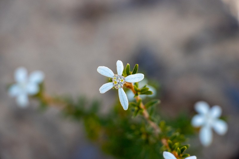 Spyridium bracteatum