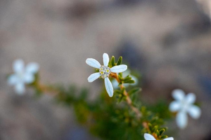 Spyridium bracteatum photo 3