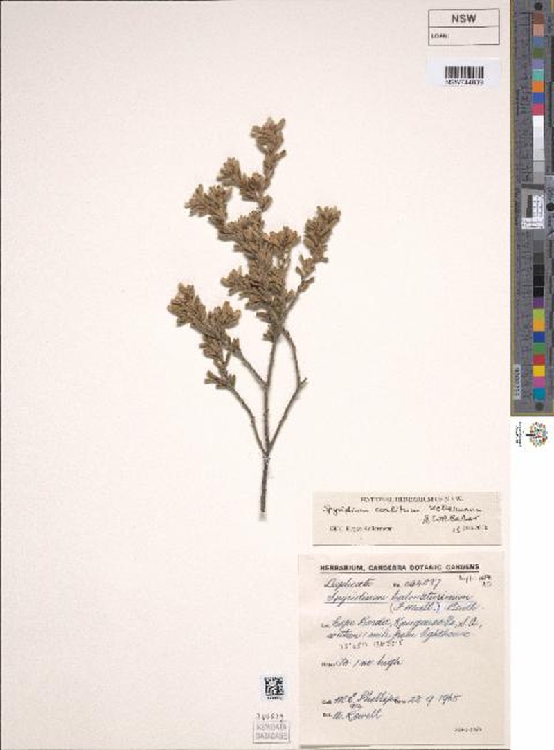 Spyridium coalitum