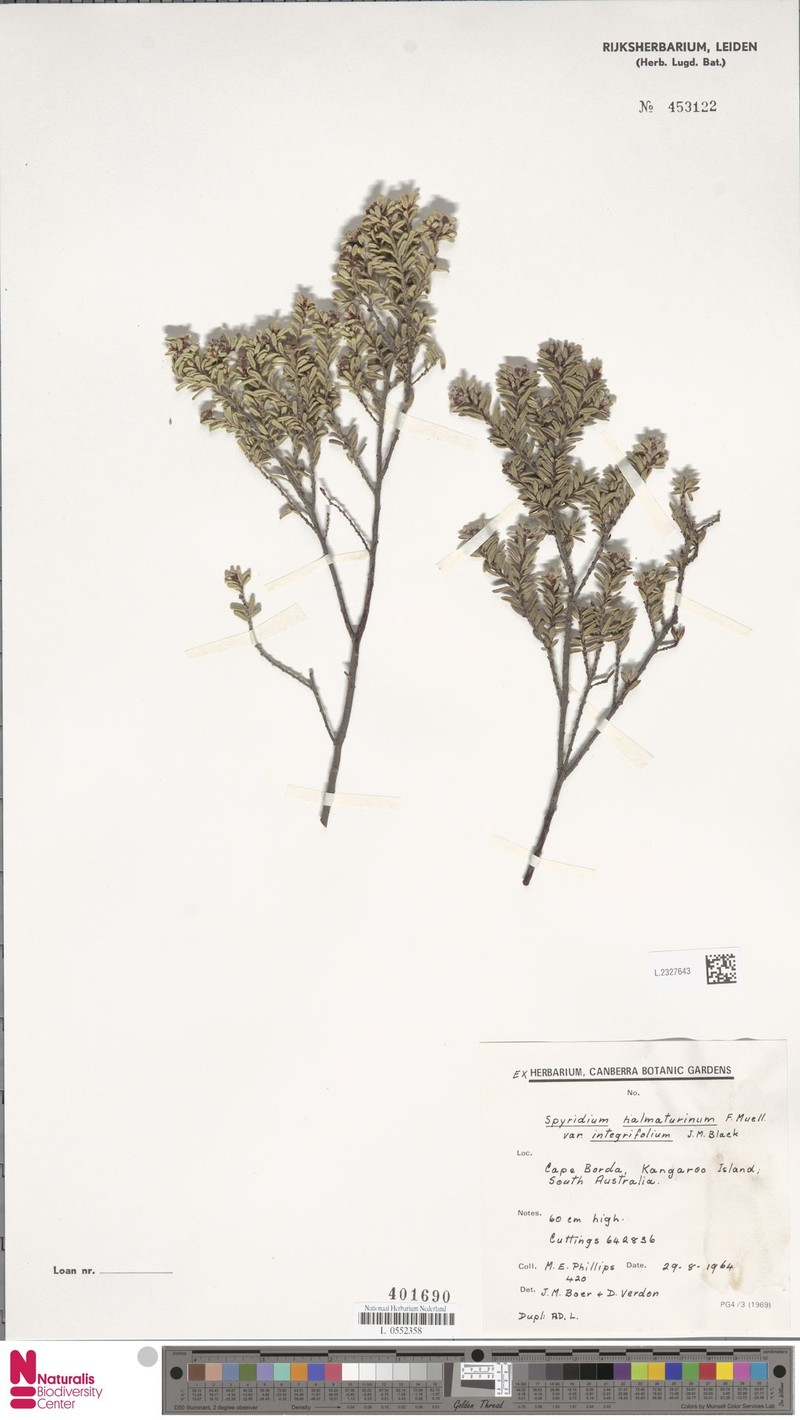 Spyridium coalitum photo 2