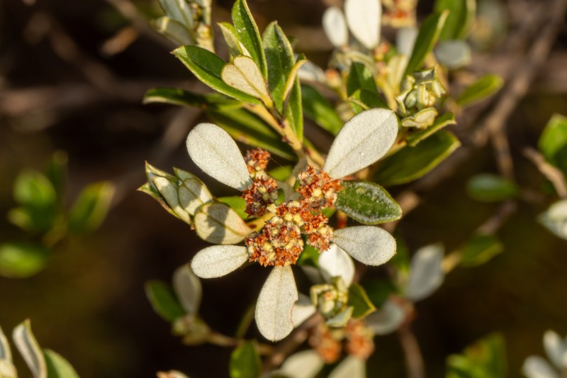 Spyridium daphnoides