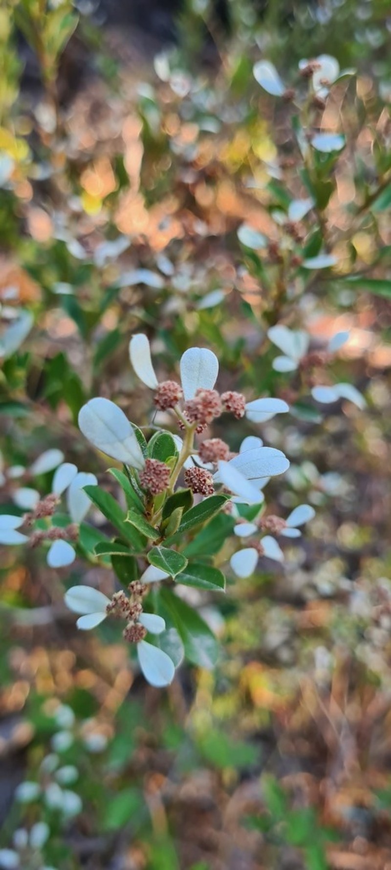 Spyridium daphnoides photo 2