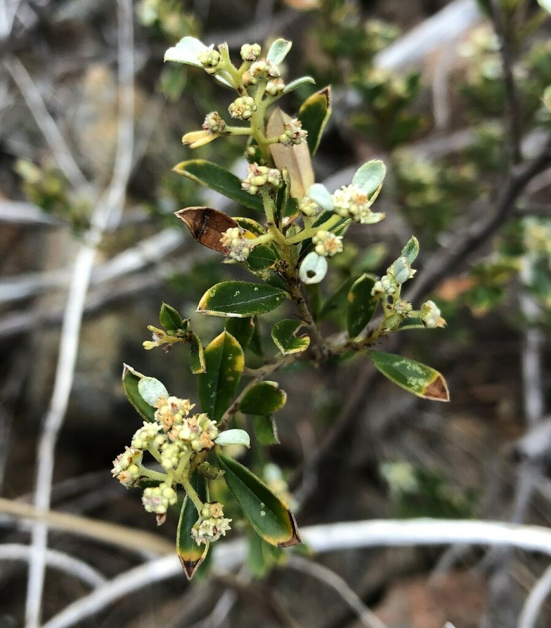 Spyridium daphnoides photo 3