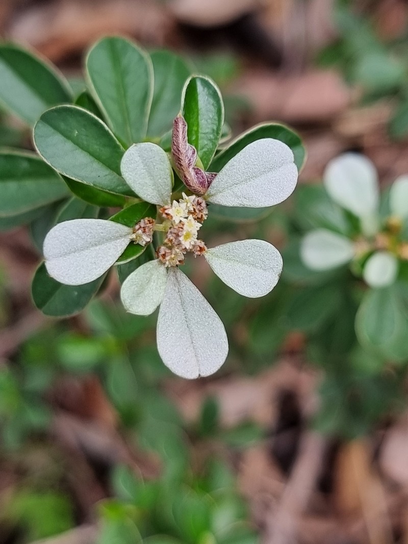 Spyridium daphnoides photo 4