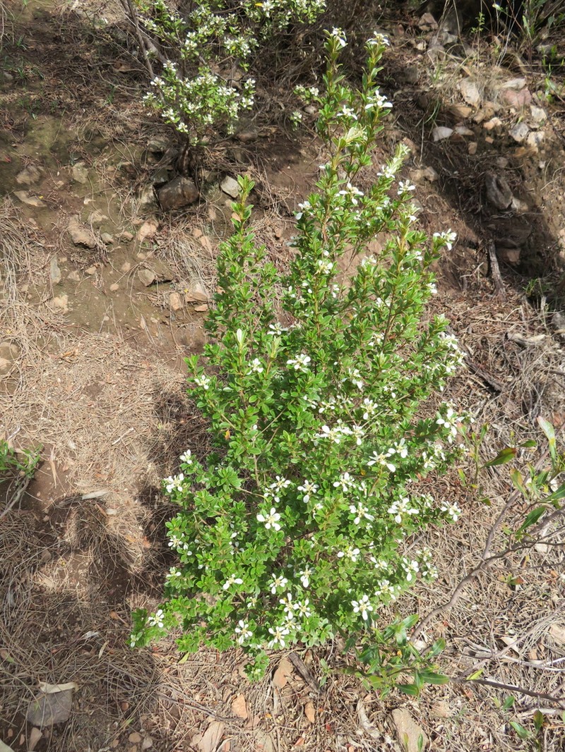 Spyridium daphnoides photo 5