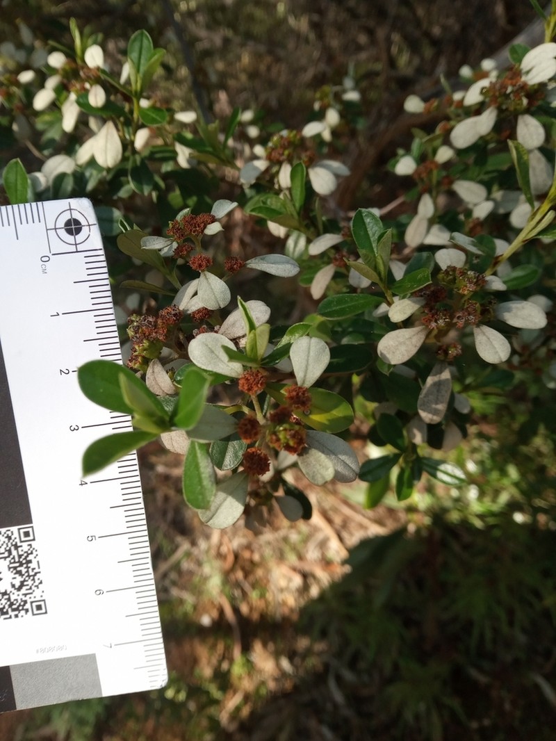 Spyridium daphnoides photo 6
