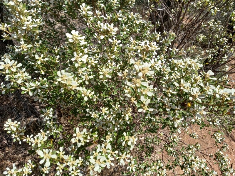 Spyridium daphnoides photo 7