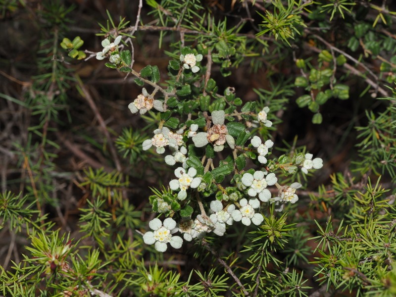 Spyridium fontis-woodii