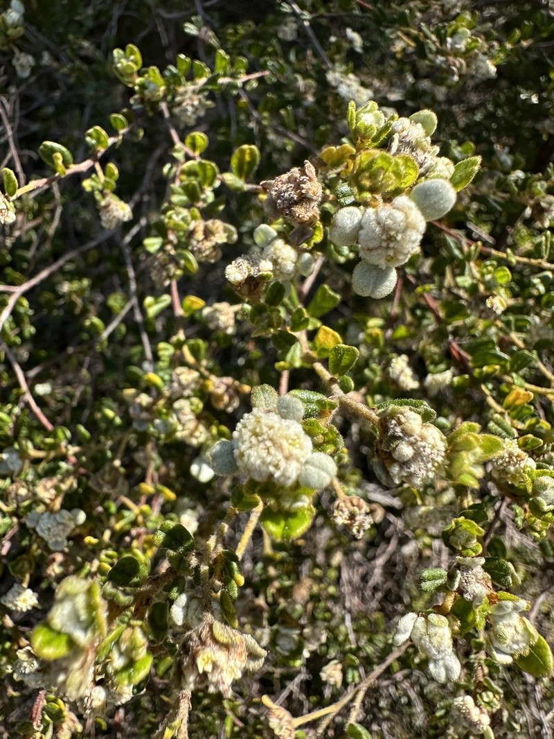 Spyridium fontis-woodii photo 2