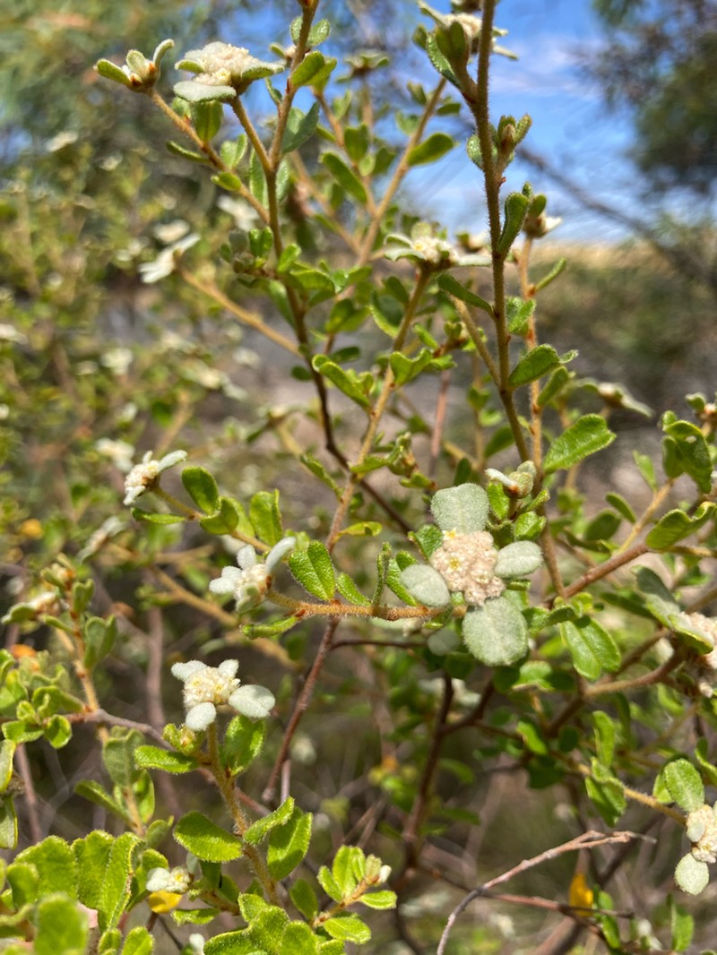 Spyridium fontis-woodii photo 3