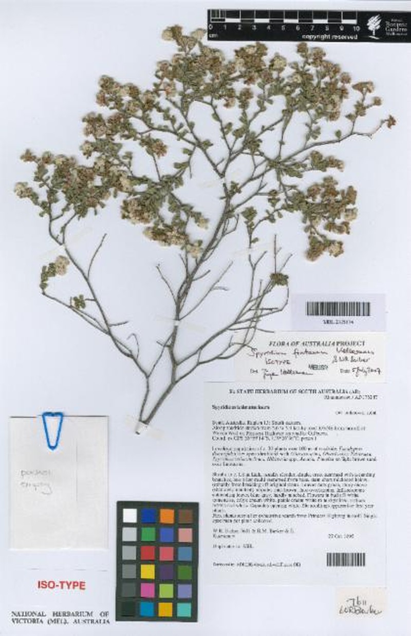 Spyridium fontis-woodii photo 4