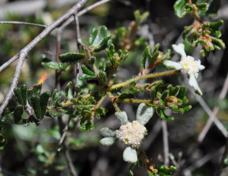 Spyridium furculentum