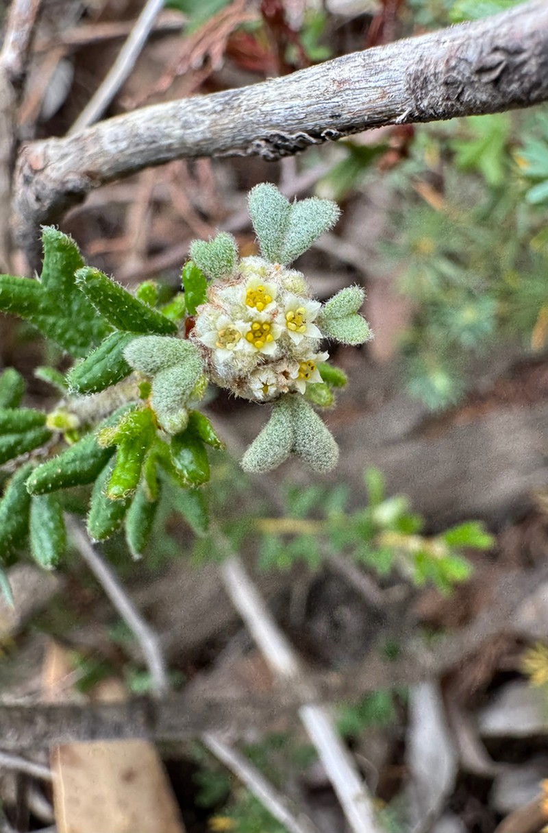 Spyridium furculentum photo 2