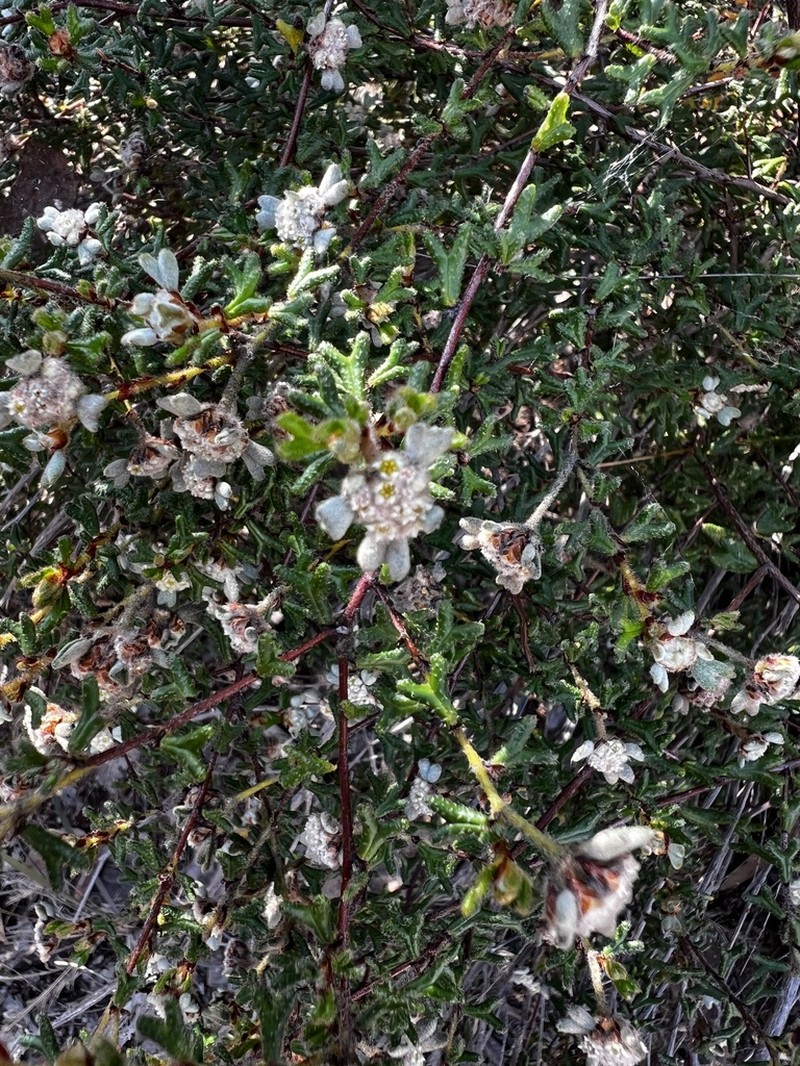 Spyridium furculentum photo 3