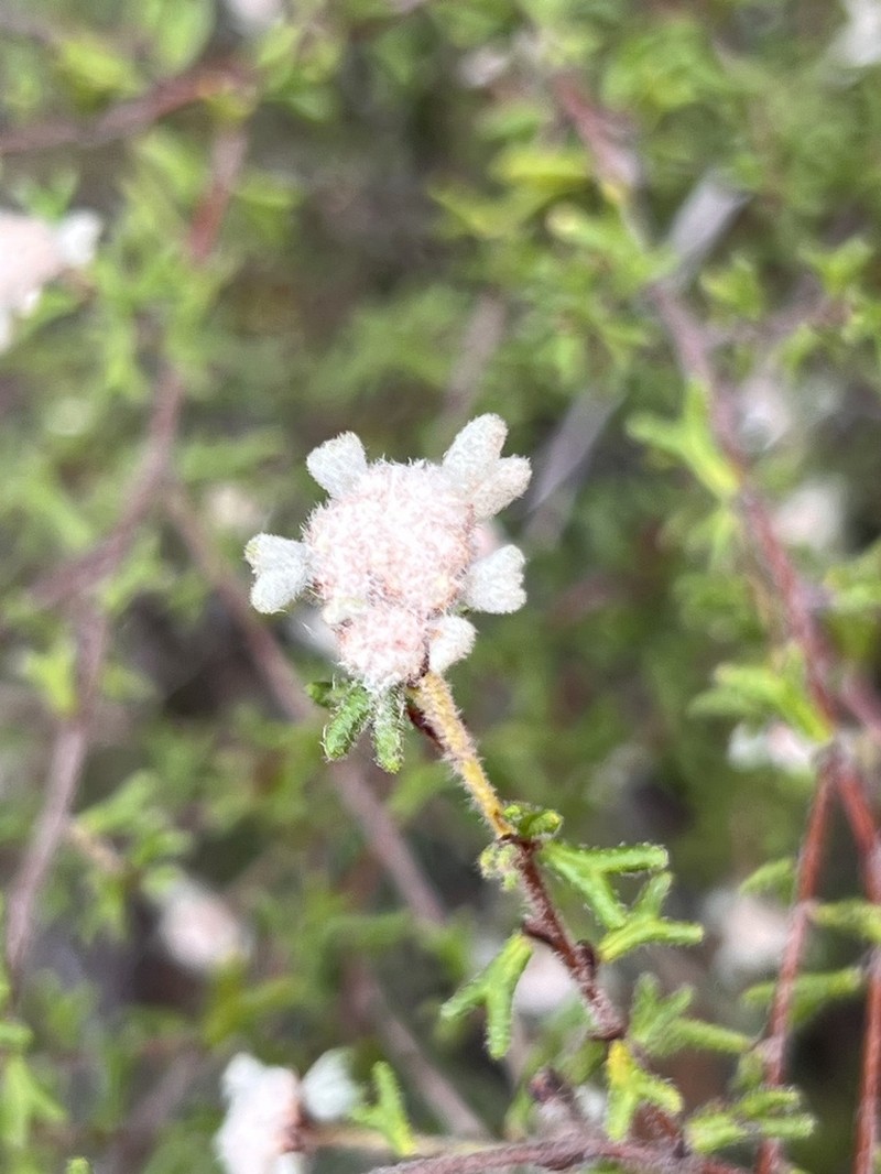 Spyridium furculentum photo 4