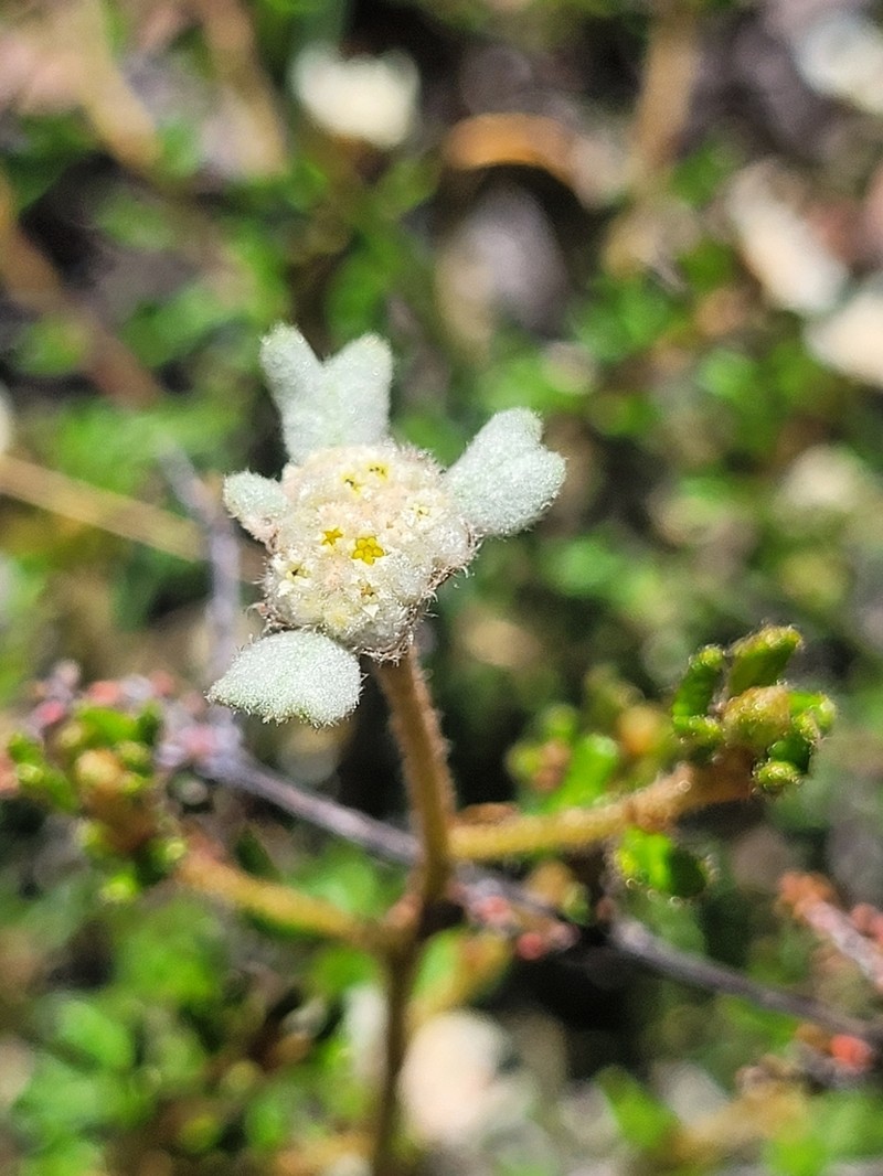 Spyridium furculentum photo 5