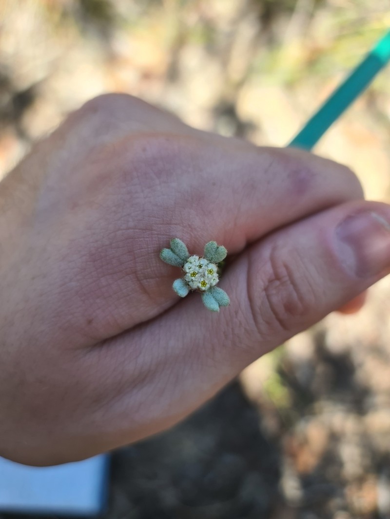 Spyridium furculentum photo 6