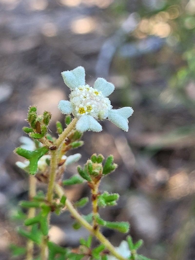 Spyridium furculentum photo 7