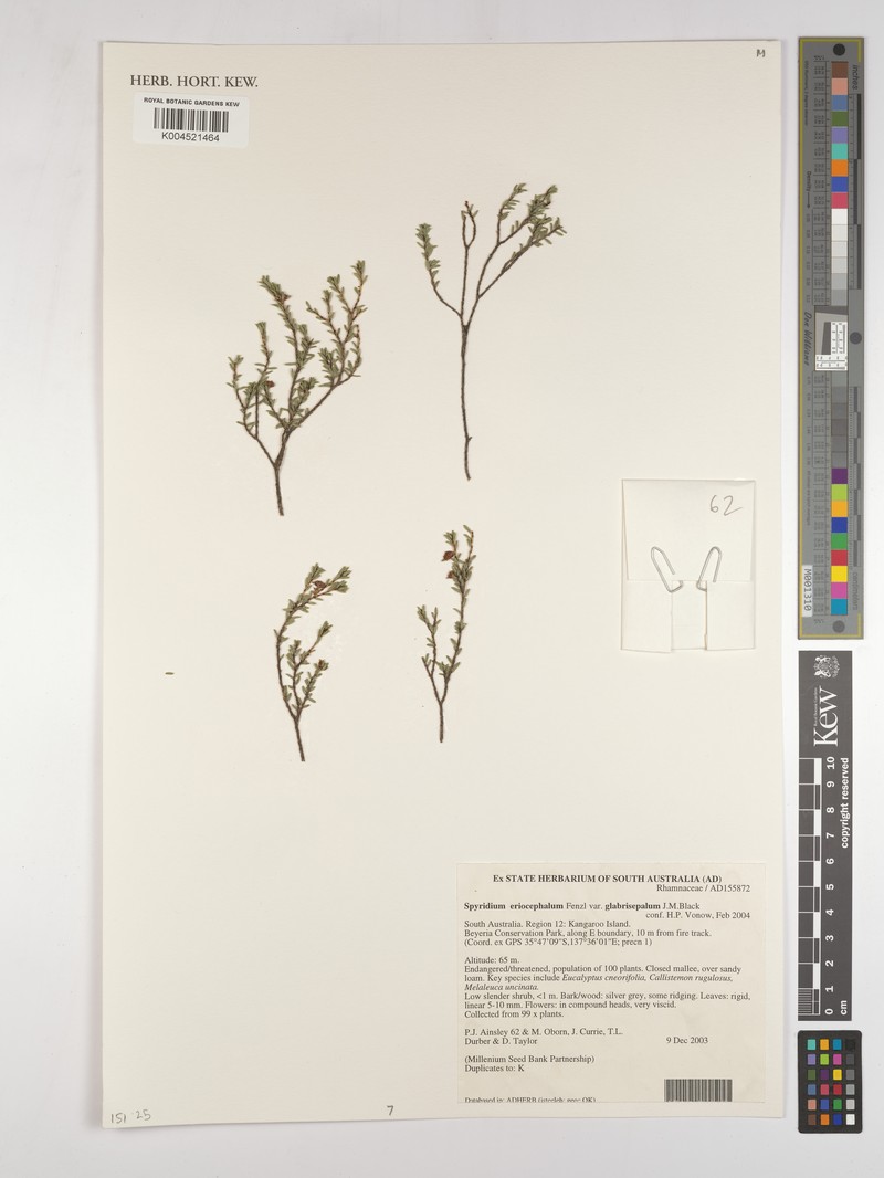 Spyridium glabrisepalum