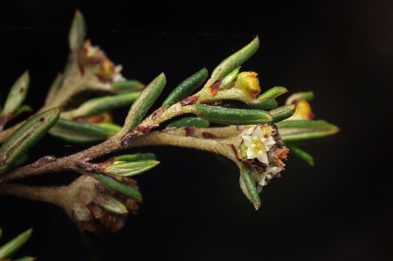 Spyridium latifolium