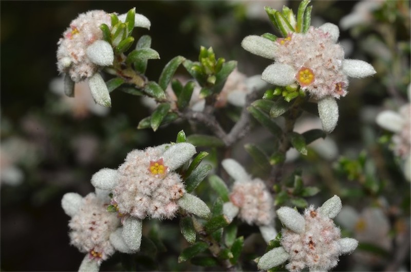 Spyridium leucopogon