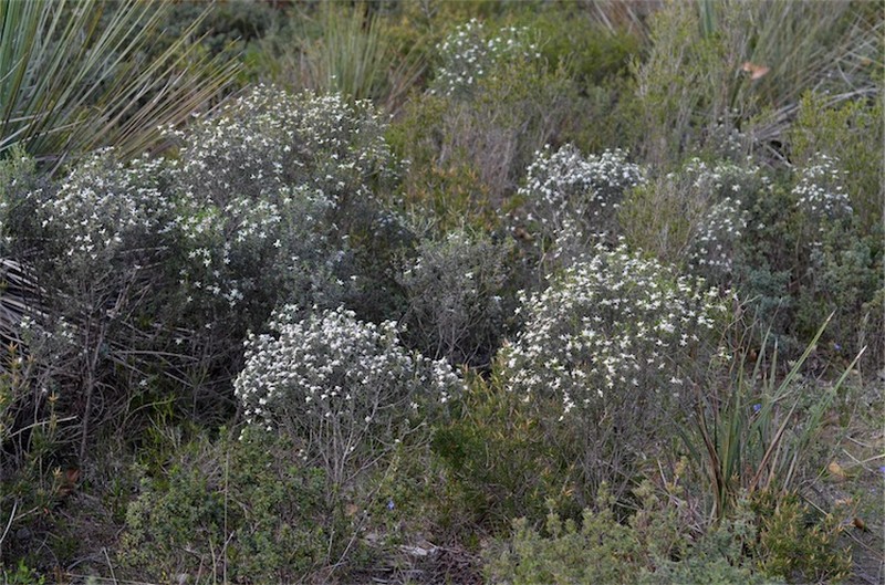 Spyridium leucopogon photo 2