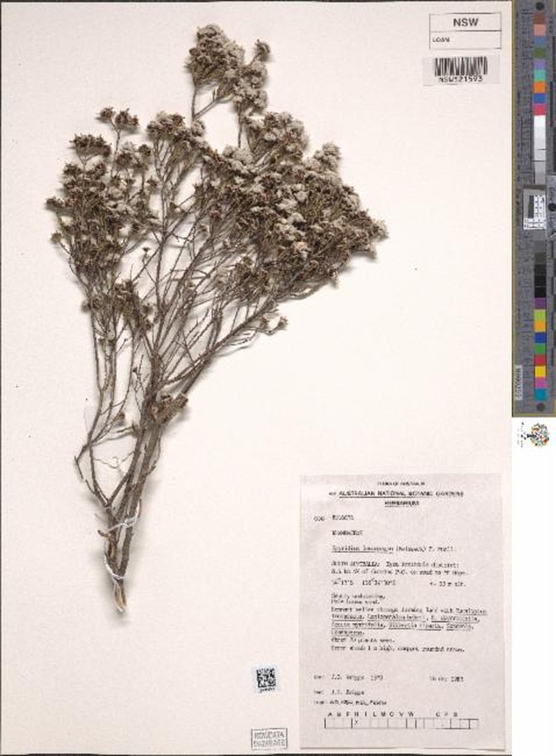 Spyridium leucopogon photo 3
