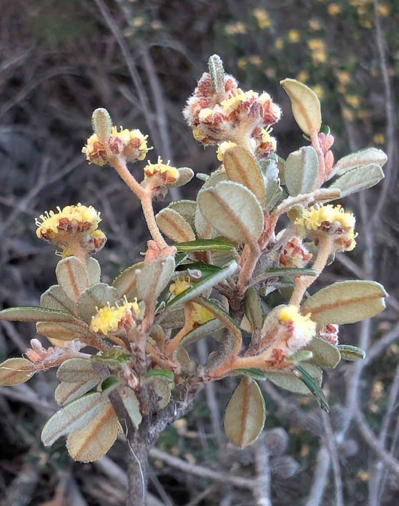 Spyridium obovatum var. velutinum