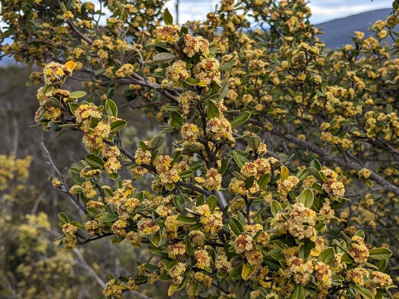 Spyridium obovatum var. velutinum photo 2