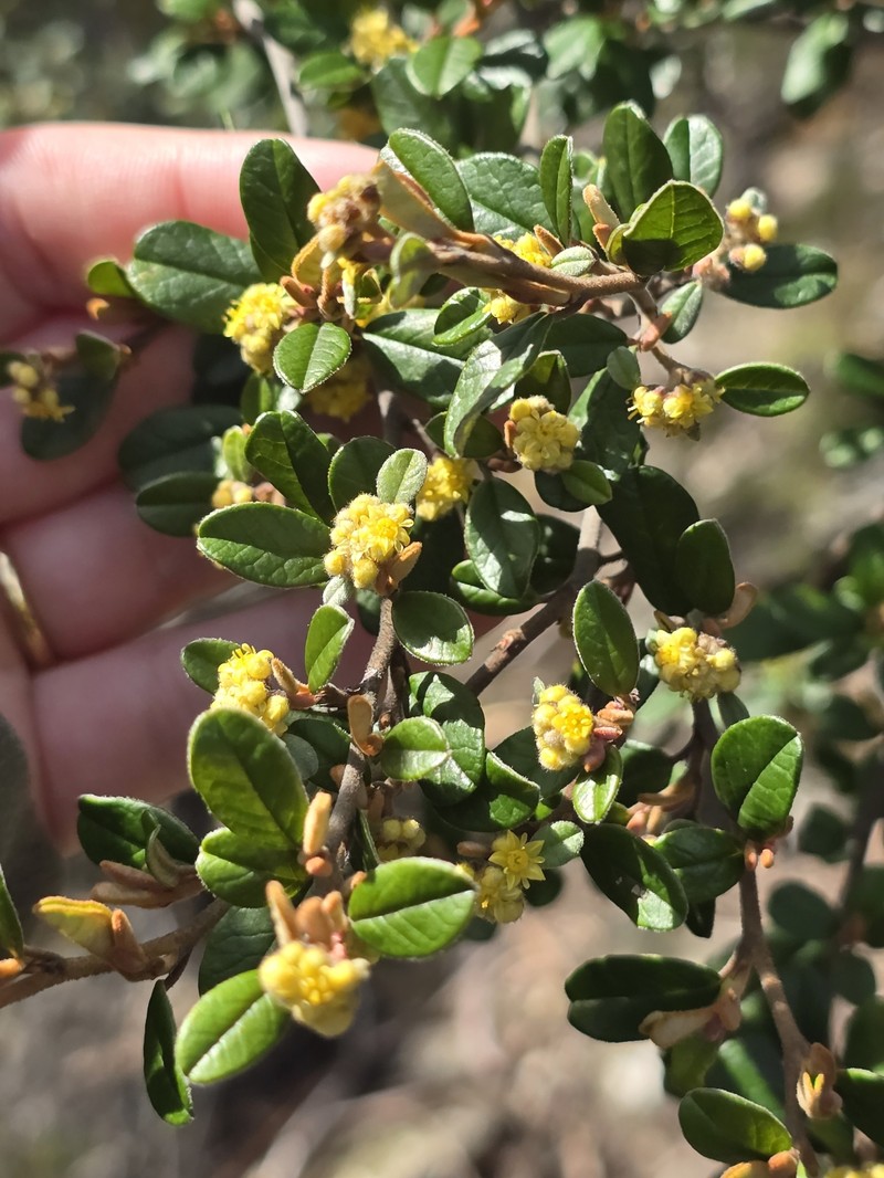 Spyridium obovatum var. velutinum photo 3