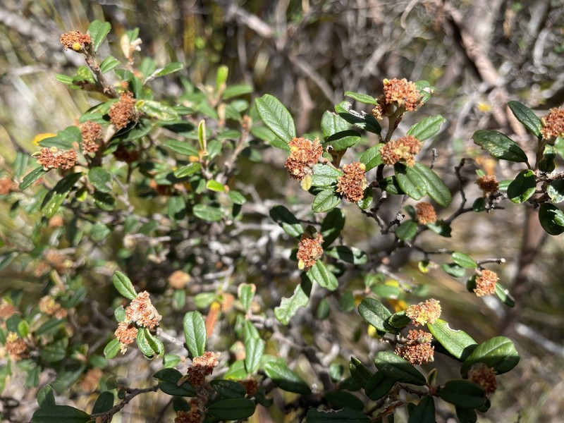 Spyridium obovatum var. velutinum photo 4