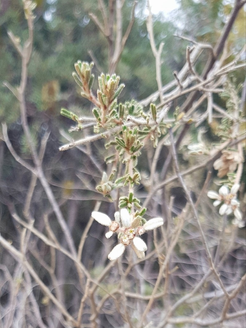 Spyridium scabridum