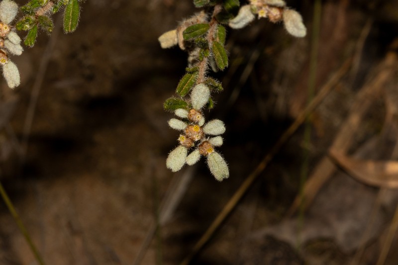 Spyridium scabridum photo 2