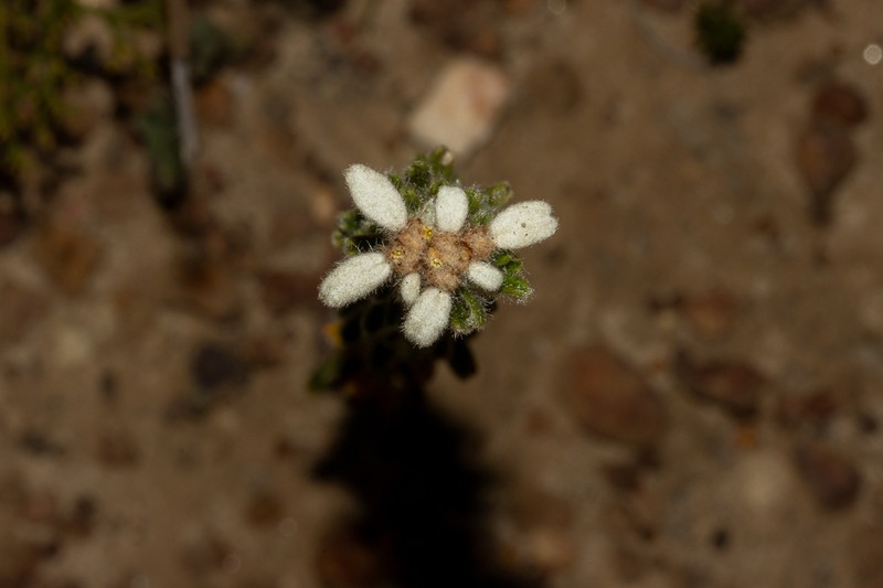 Spyridium scabridum photo 3