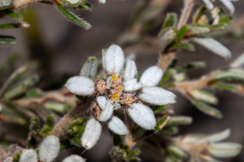 Spyridium scabridum photo 4