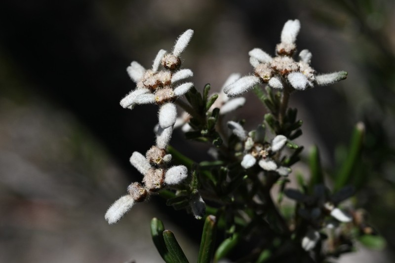 Spyridium scabridum photo 5