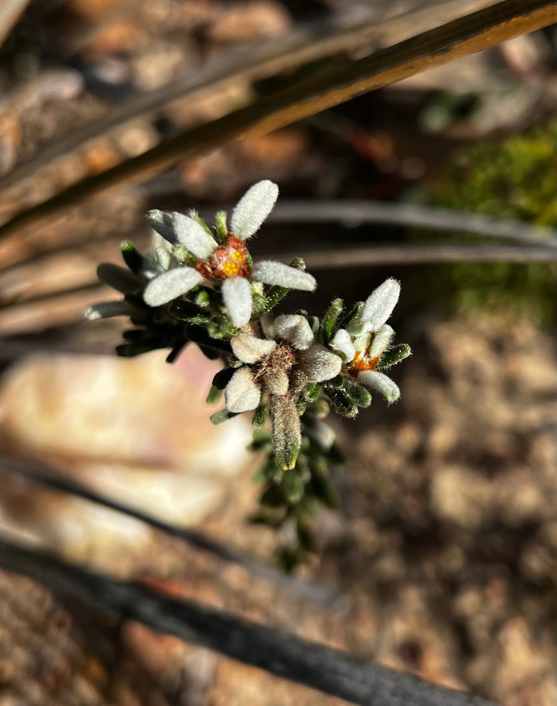 Spyridium scabridum photo 6