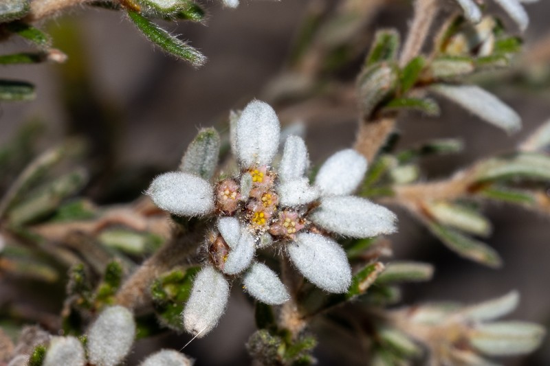 Spyridium scabridum photo 7