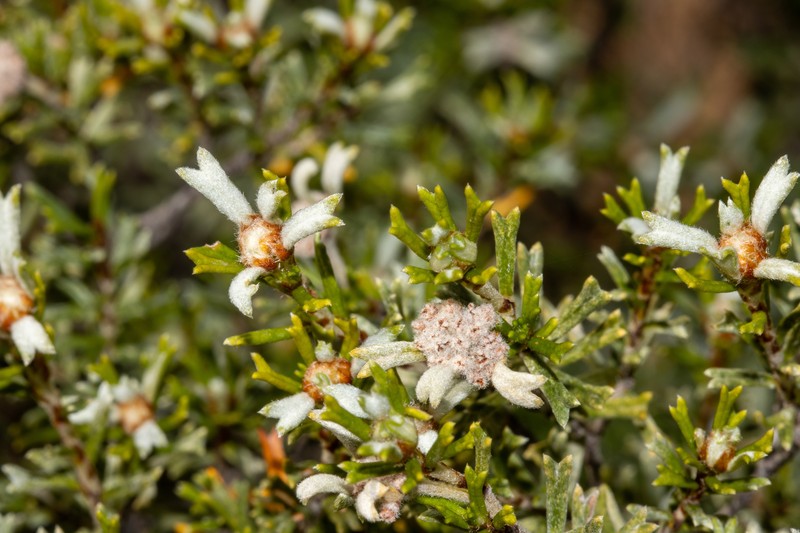 Spyridium stenophyllum