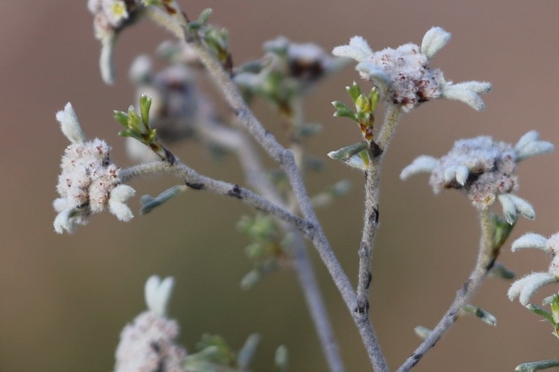 Spyridium stenophyllum photo 2