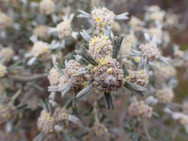 Spyridium stenophyllum photo 3