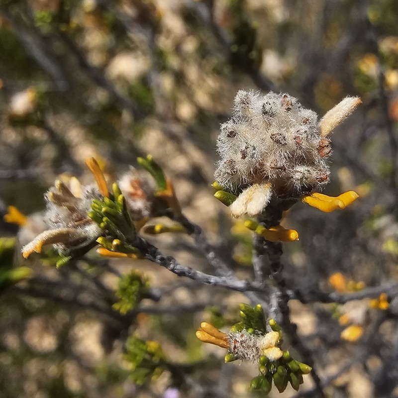 Spyridium stenophyllum photo 4