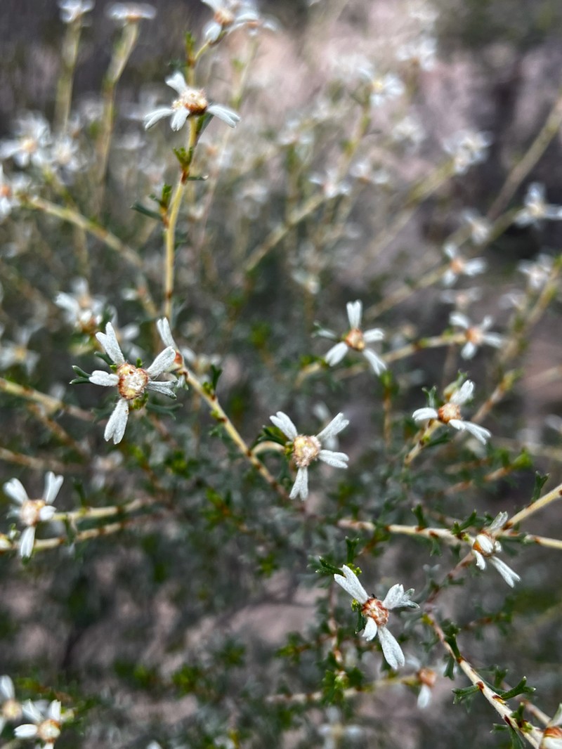 Spyridium stenophyllum photo 5