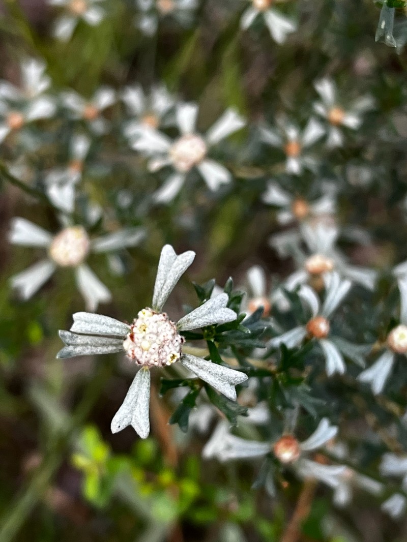 Spyridium stenophyllum photo 6