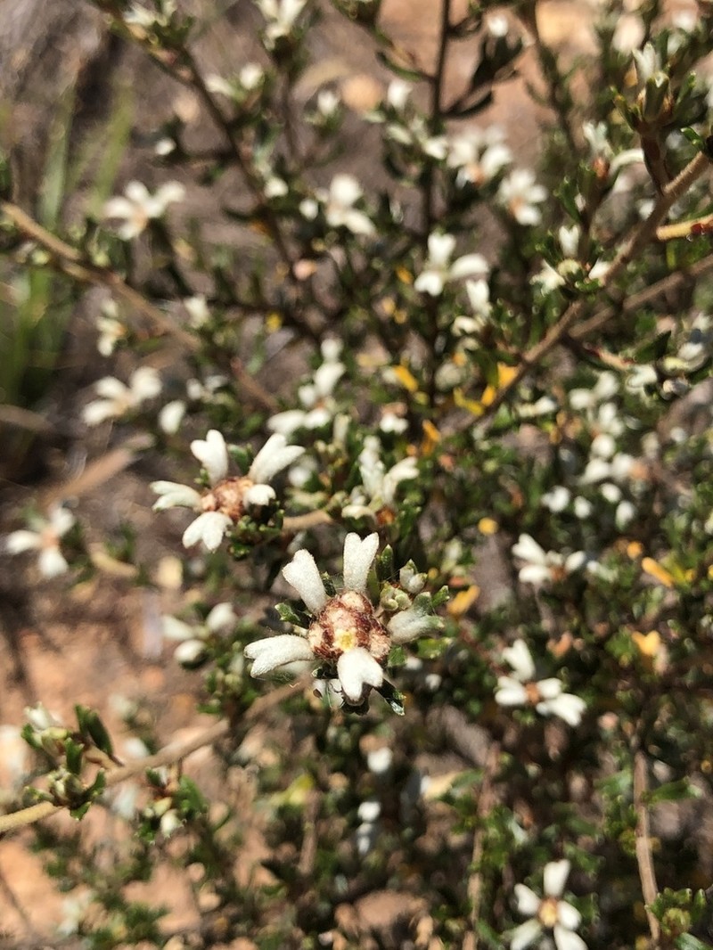 Spyridium stenophyllum photo 7